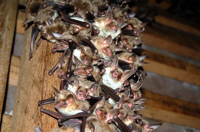 Mausohren (Foto: K. - H. Bickmeier)