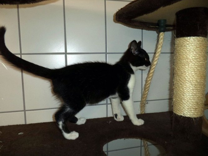 Darius (Foto: C. Knust)