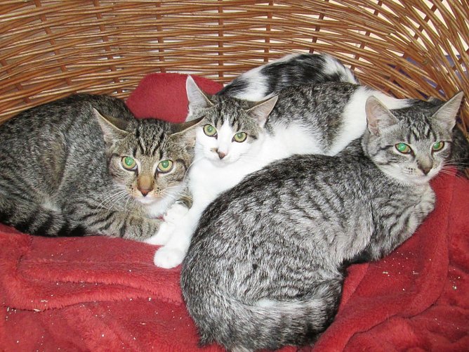 katzen (Foto: Karin Ziegler)