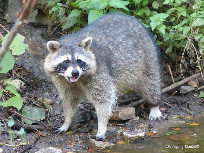 Maika Tag (Foto: Wolfgang Stenzel) Maika Tag (Foto: Wolfgang Stenzel)