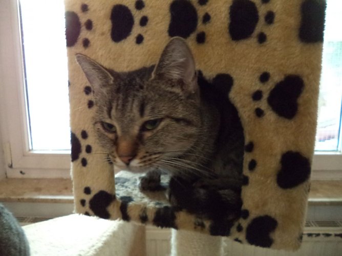 Tier der Woche Clara (Foto: Tierheim ndh)