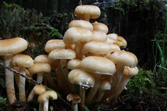 Nadelholz-H&auml;ubling (Foto: Arne Willenberg)