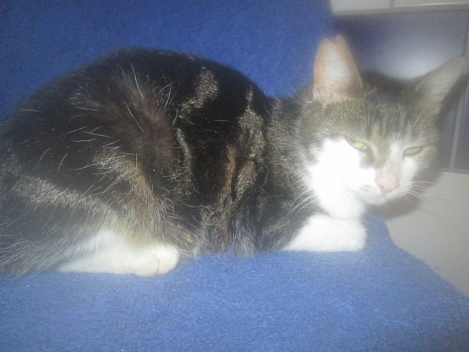 Grauwei&szlig;e Katze (Foto: Karin Ziegler)