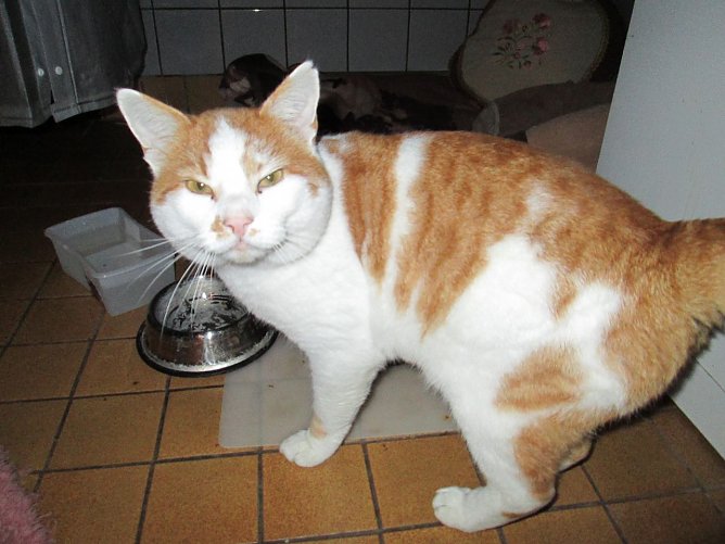 rotwei&szlig;e Katze (Foto: Karin Ziegler)