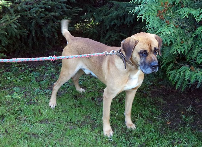 Bruno (Foto: B. Hellrung)