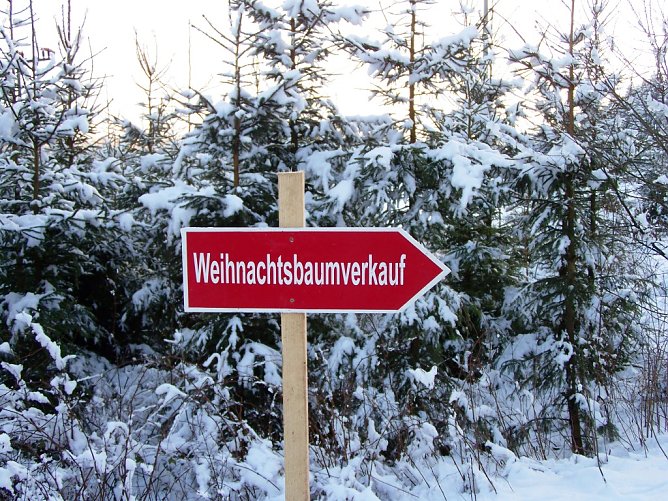 Weihnachtsbaumverkauf (Foto: Th&uuml;ringenforst)