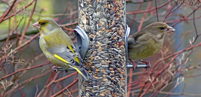 Gr&uuml;nfinken am Futtersilo (Foto: Ingo Ludwichowski)