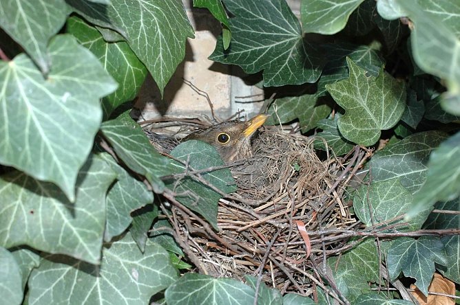 Schon Efeu an der Wand kann ausreichen, um das Nest der Amsel zu verstecken, (Foto: Walter Wimmer)