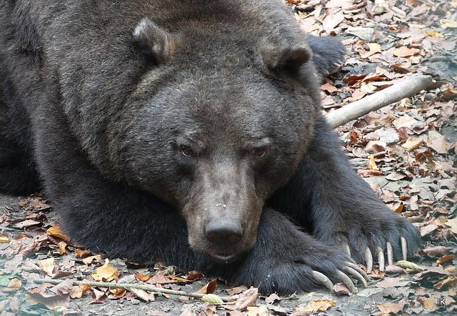 Nicht alle B&auml;ren halten Winterschlaf (Foto: Ilka K&uuml;hn)