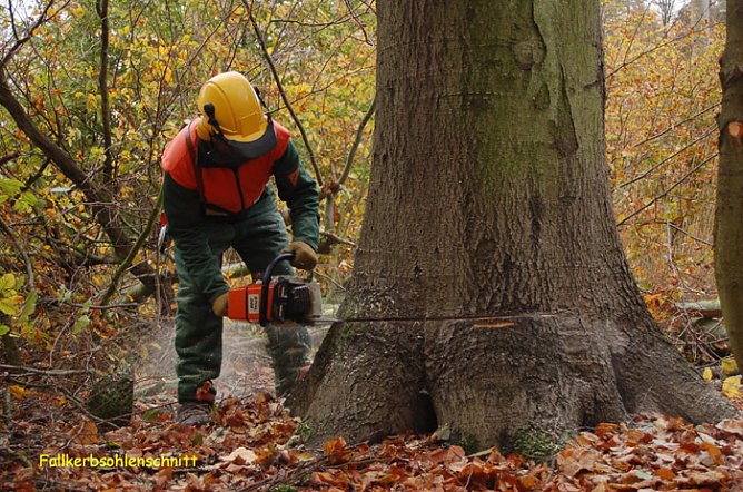 Baumf&auml;llung (Foto: Forstamt Oldisleben)