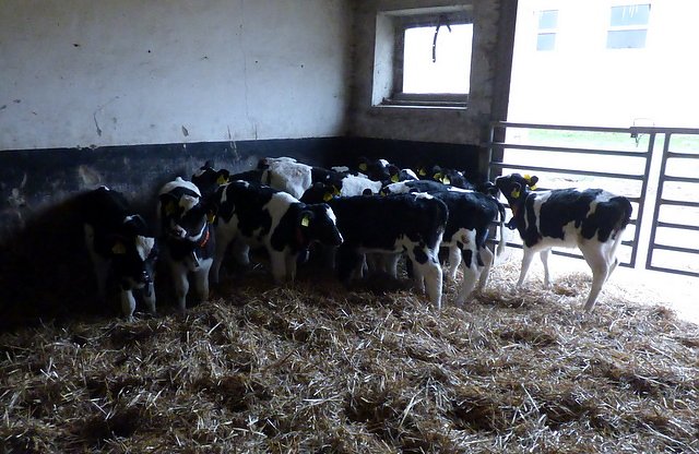 K&auml;lber (Foto: Montessorischule)