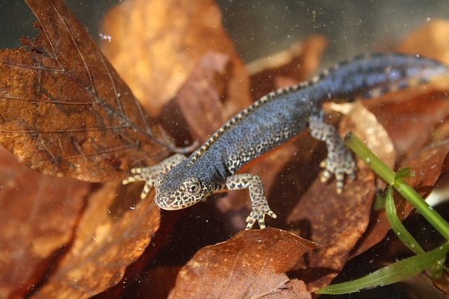 Bergmolch (Foto: Arne Willenberg)