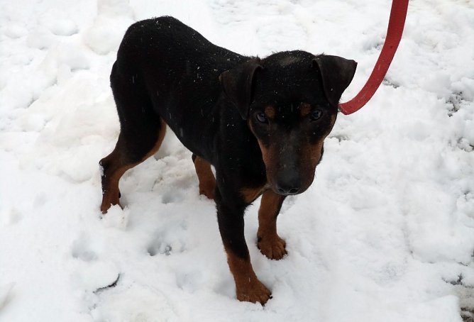 Peppi (Foto: B. Hellrung) Peppi (Foto: B. Hellrung)