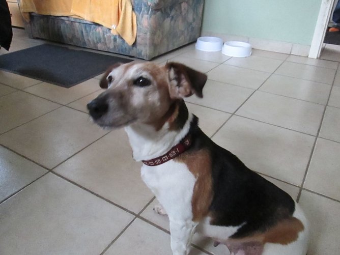 Hund Biene (Foto: Karin Ziegler)