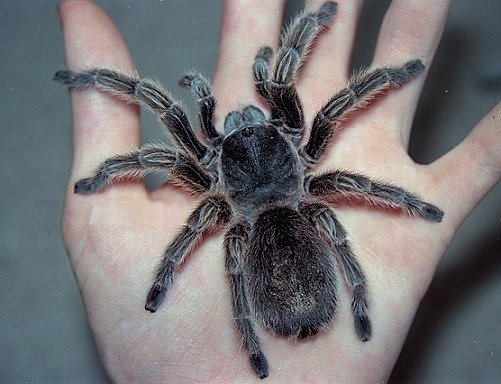 Spinnen (Foto: Privat)