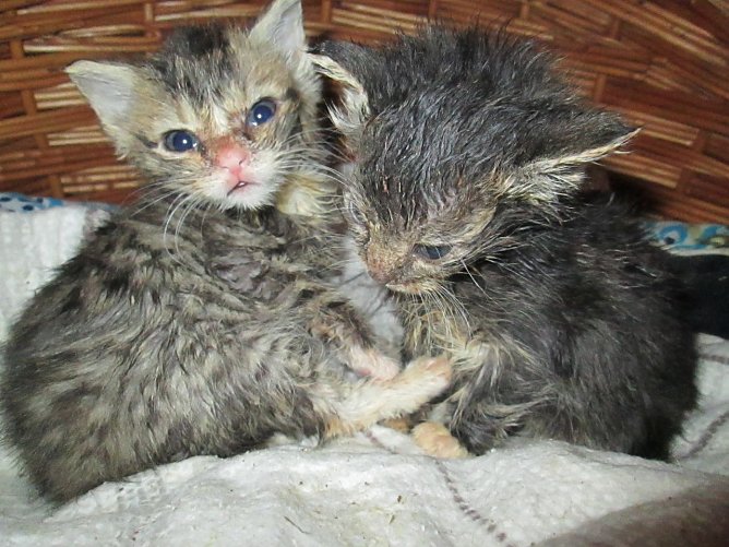 Katzen (Foto: Karin Ziegler)