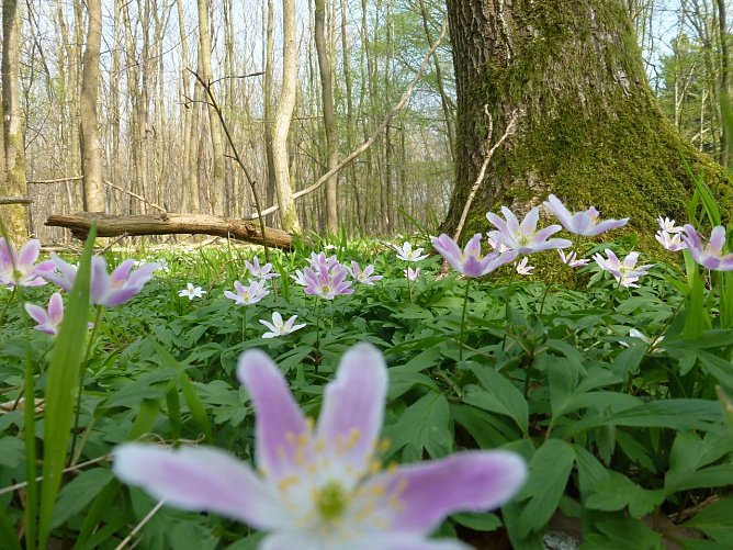 Fr&uuml;hlings-Anemone (Foto: Uwe M&uuml;ller)