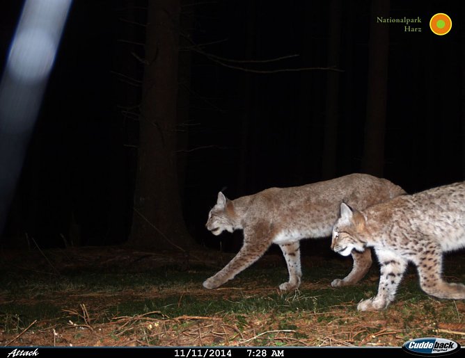 Ein Harzer Luchspärchen tappt in die Fotofalle (Foto: Nationalpark harz) Ein Harzer Luchspärchen tappt in die Fotofalle (Foto: Nationalpark harz)