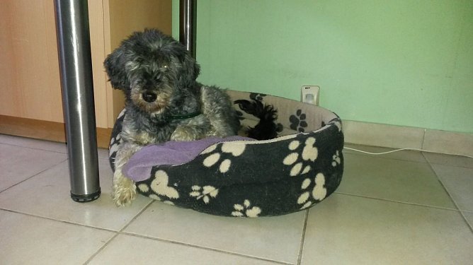 Bella (Foto: Karin Ziegler)