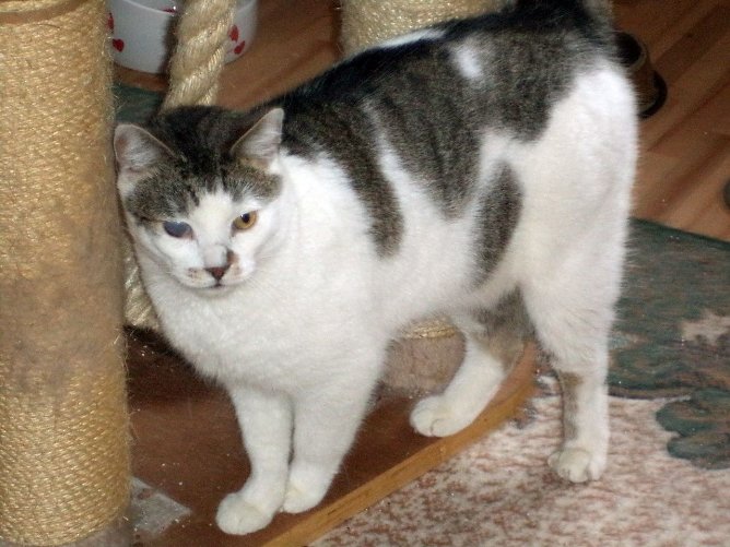 Elvis (Foto: B. Hellrung) Elvis (Foto: B. Hellrung)