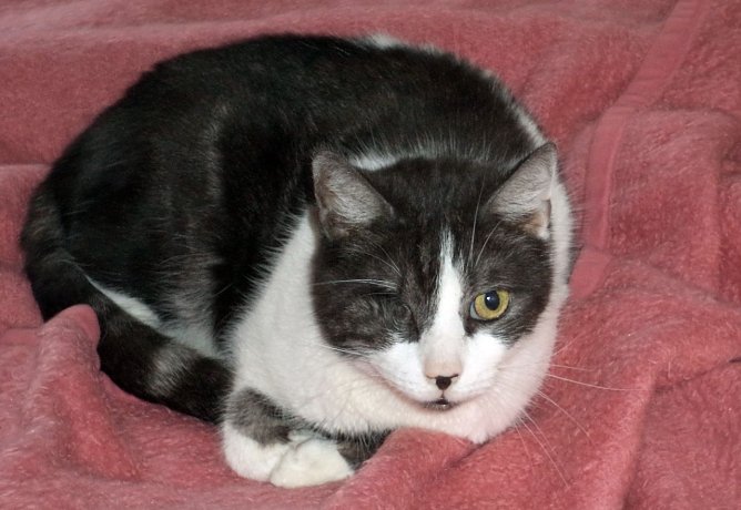 Enrico (Foto: B. Hellrung) Enrico (Foto: B. Hellrung)