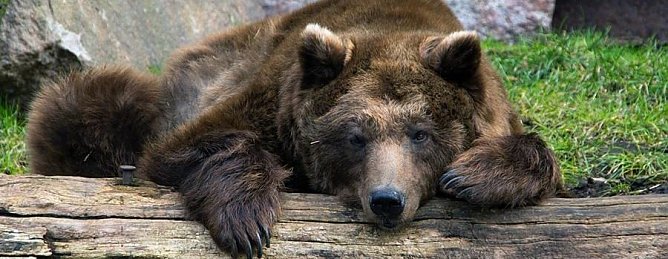 Conny in Halle (Foto: Zoo Halle)