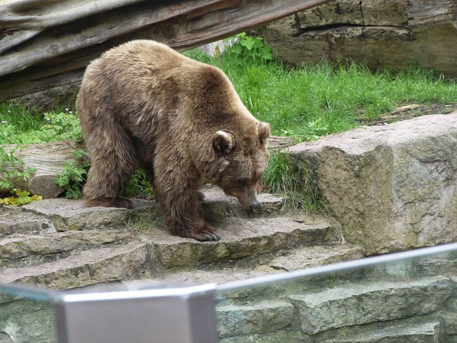 B&auml;rin Conny im alten Gehege in Halle (Foto: Ilka K&uuml;hn)