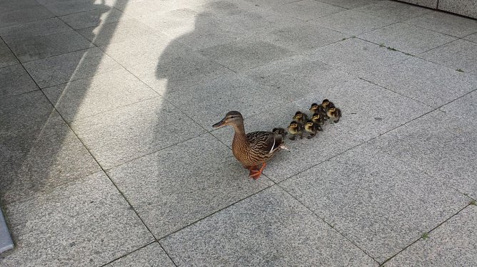 Entenfamilie (Foto: Polizei G&ouml;ttingen)