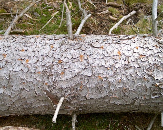 Borkenkäfer (Foto: Thüringenforst) Borkenkäfer (Foto: Thüringenforst)