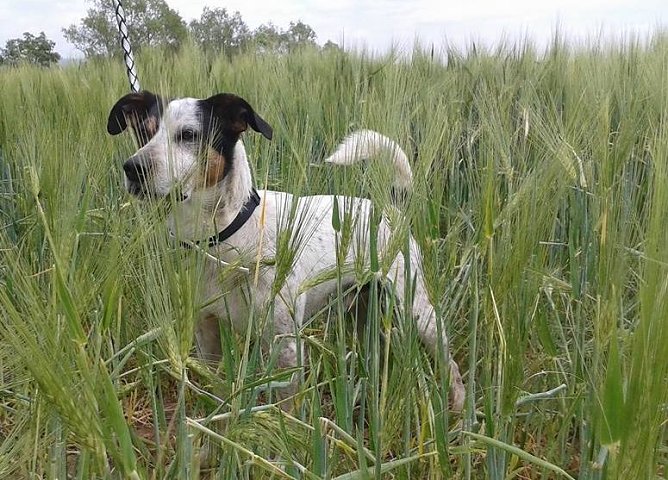 Tayson sucht ein neues Zuhause (Foto: B. Hellrung)