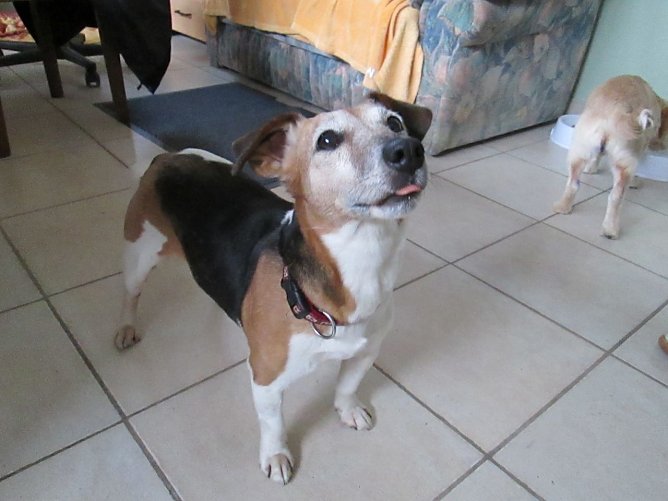 H&uuml;ndin Biene (Foto: Karin Ziegler)