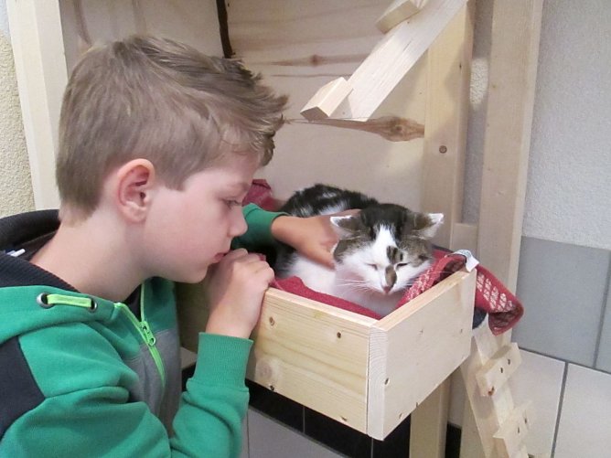 Katzen beschäftigen (Foto: Karin Ziegler) Katzen beschäftigen (Foto: Karin Ziegler)