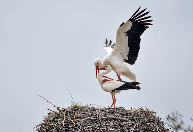 NABU Th&uuml;ringen zieht Bilanz: 2015 gutes Jahr f&uuml;r Wei&szlig;st&ouml;rche (Foto: Klaus Schmidt, NABU Th&uuml;ringen)