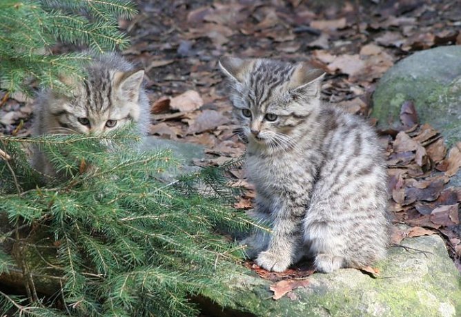 Nicht mit nach Hause nehmen (Foto: Claus Bauer)