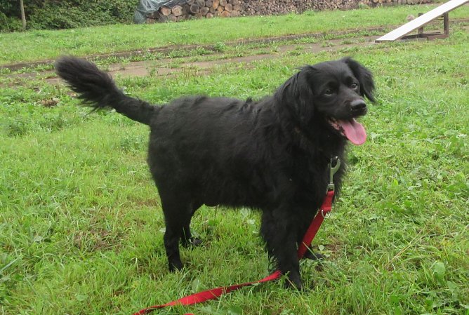 Spitzi sucht neues Zuhause (Foto: B. Hellrung)