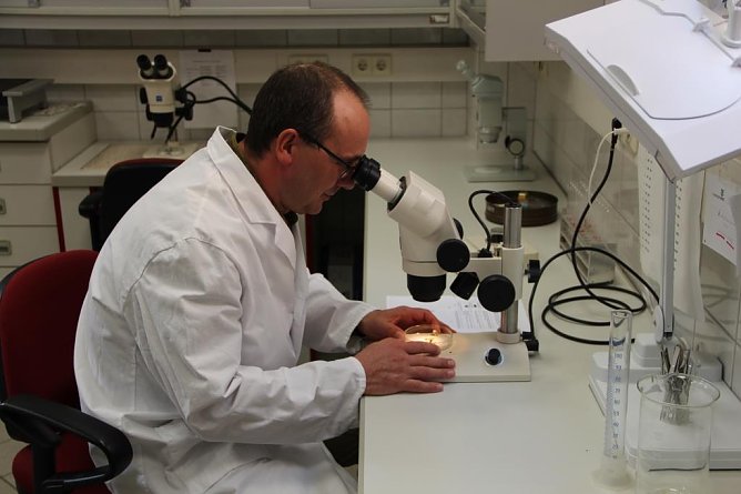 Im Labor (Foto: Th&uuml;ringenForst)