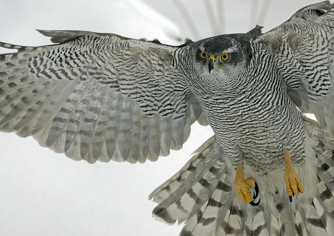 Habicht (Foto: Arne Willenberg)