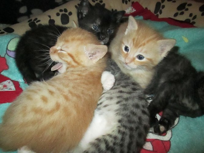 Katzen (Foto: Karin Ziegler)