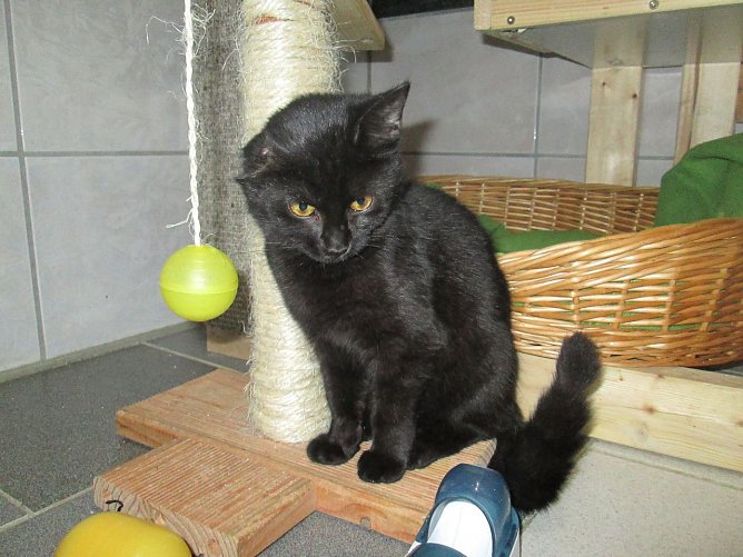 Einohr (Foto: Karin Ziegler) Einohr (Foto: Karin Ziegler)