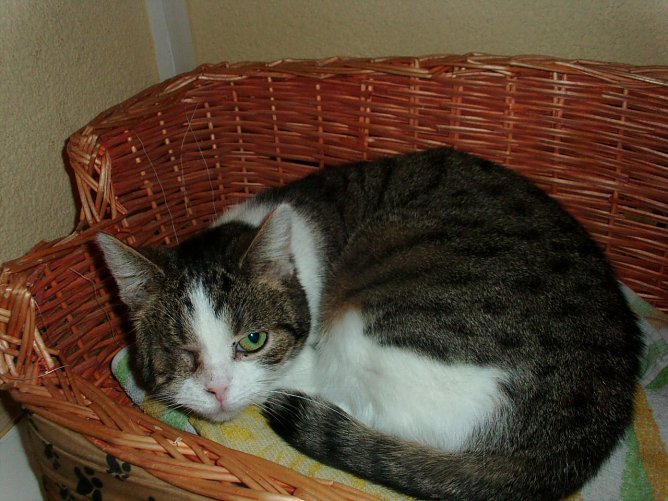 Stummelchen (Foto: Karin Ziegler) Stummelchen (Foto: Karin Ziegler)