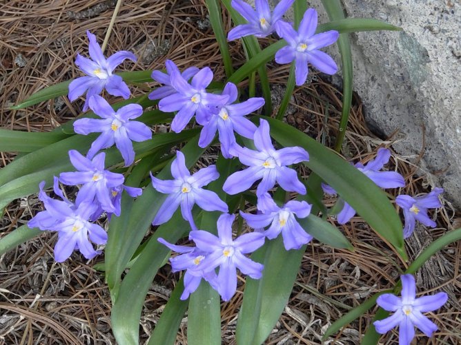 Frühlingsblüher (Foto: Ilka Kühn) Frühlingsblüher (Foto: Ilka Kühn)