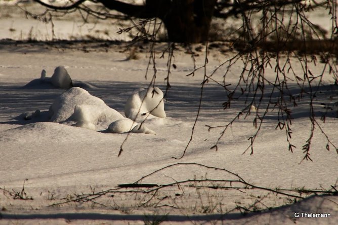 Frost in der Nacht (Foto: Gernot Thelemann)