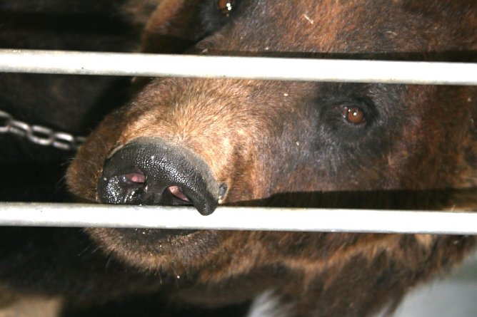 Bär Ben (Foto: Rüdiger Schmiedel) Bär Ben (Foto: Rüdiger Schmiedel)