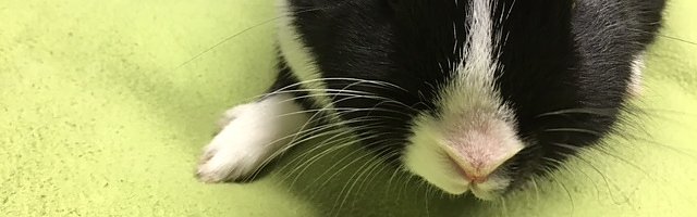 eingefangen (Foto: Polizei Göttingen) eingefangen (Foto: Polizei Göttingen)