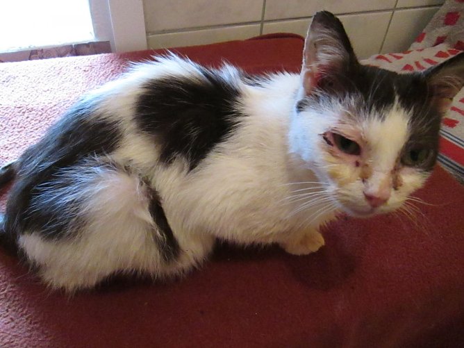 Vernachl&auml;ssigte Katze (Foto: Karin Ziegler)