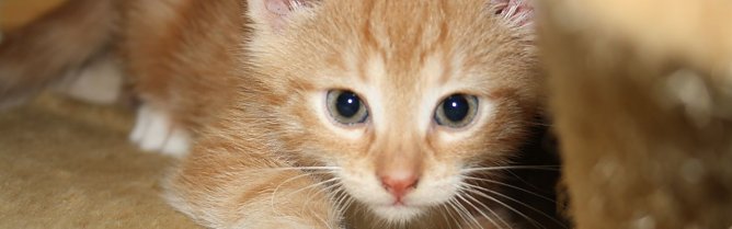 Kleines K&auml;tzchen (Foto: Karin Ziegler)