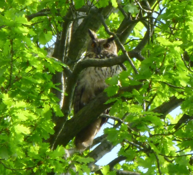 Uhu (Foto: Chr. Hahne) Uhu (Foto: Chr. Hahne)