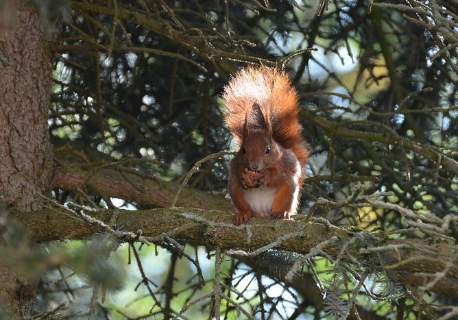 Eichh&ouml;rnchen (Foto: R. Sikorski)