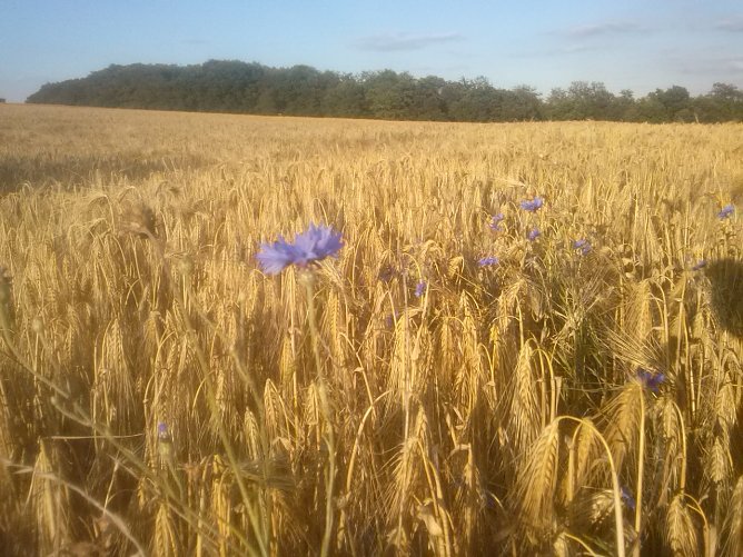 Wetterbild (Foto: Angelo Glashagel) Wetterbild (Foto: Angelo Glashagel)