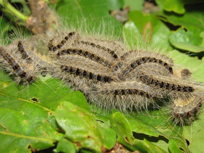 Eichenprozessionsspinnerraupen (Foto: Matthias Stuertz) Eichenprozessionsspinnerraupen (Foto: Matthias Stuertz)